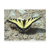 Butterfly Canvas Wall Art