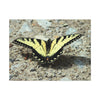 Butterfly Canvas Wall Art