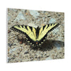 Butterfly Canvas Wall Art
