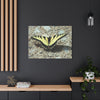Butterfly Canvas Wall Art