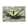 Butterfly Canvas Wall Art