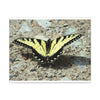 Butterfly Canvas Wall Art