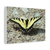 Butterfly Canvas Wall Art