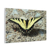 Butterfly Canvas Wall Art