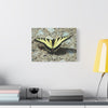 Butterfly Canvas Wall Art