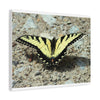 Butterfly Canvas Wall Art