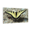 Butterfly Canvas Wall Art