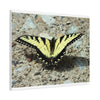 Butterfly Canvas Wall Art