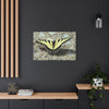 Butterfly Canvas Wall Art