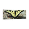 Butterfly Canvas Wall Art