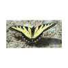 Butterfly Canvas Wall Art