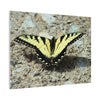 Butterfly Canvas Wall Art