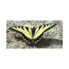 Butterfly Canvas Wall Art