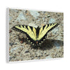 Butterfly Canvas Wall Art