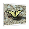Butterfly Canvas Wall Art