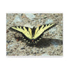 Butterfly Canvas Wall Art