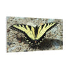 Butterfly Canvas Wall Art