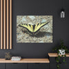 Butterfly Canvas Wall Art
